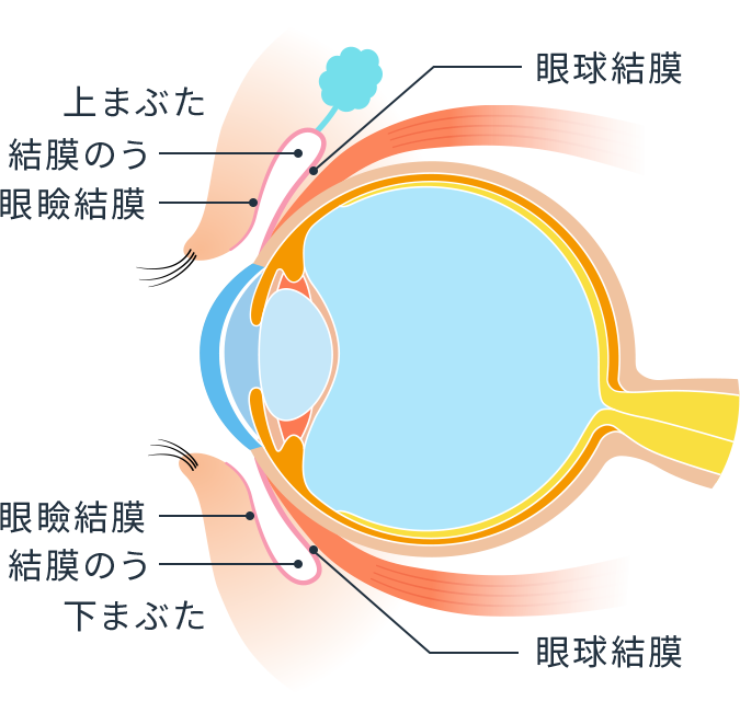 目の裏側