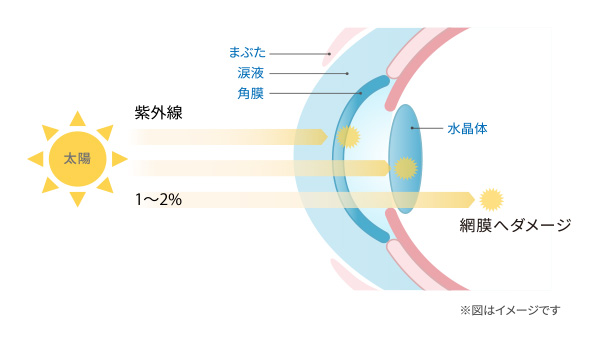 紫外線から瞳を守る